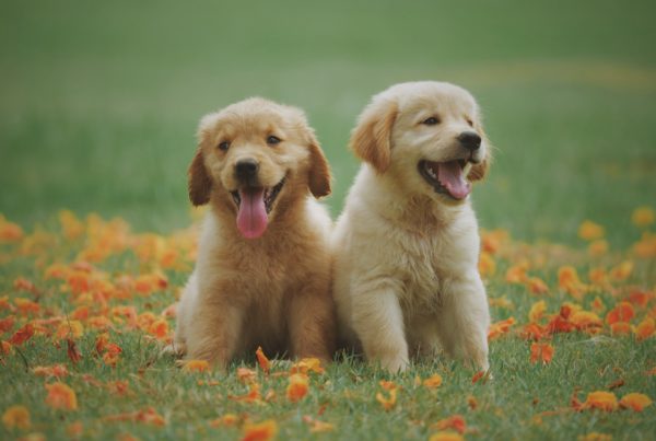 Good Dogs & Co.: Puppy Socialization