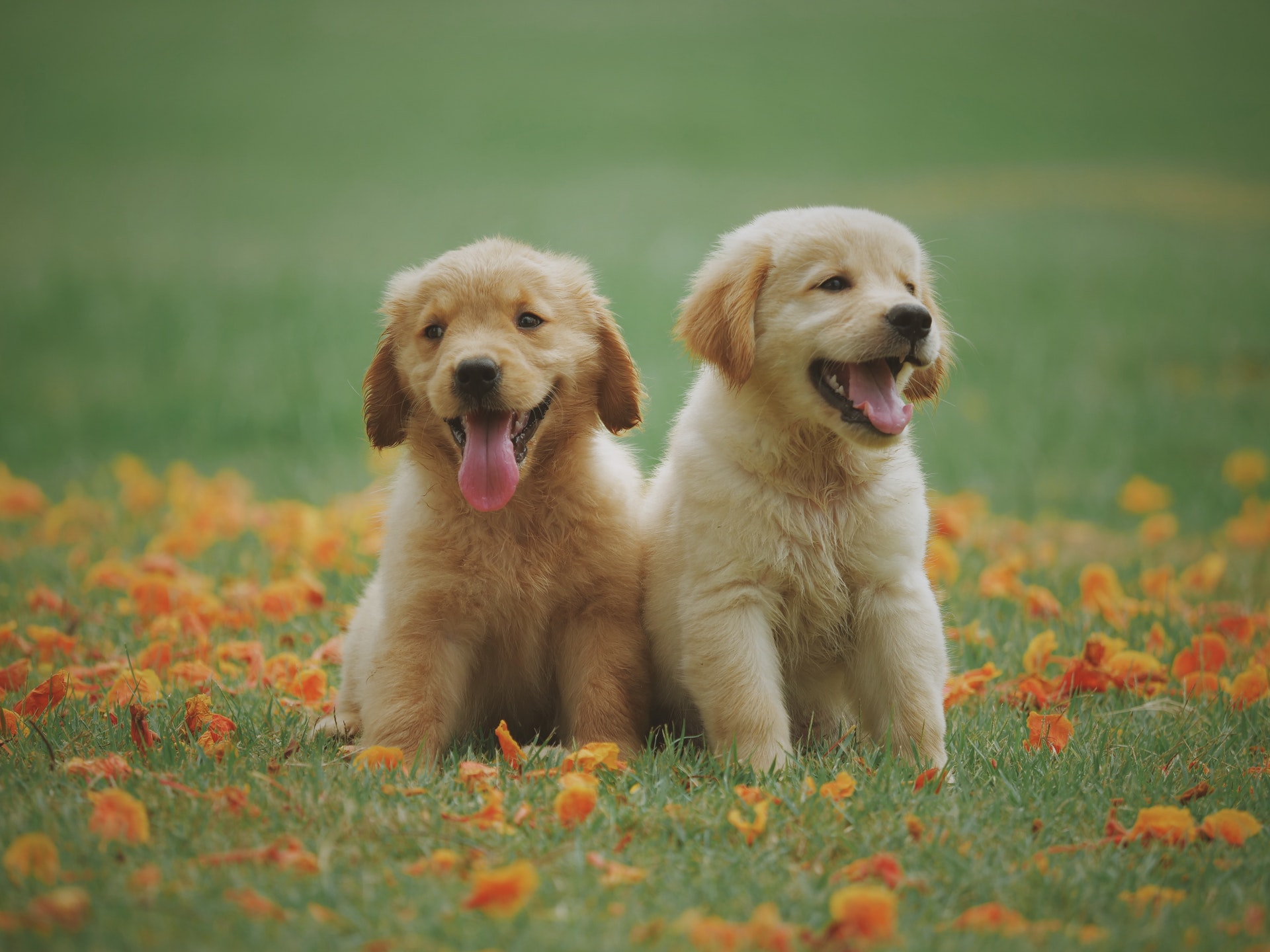 Good Dogs & Co.: Puppy Socialization
