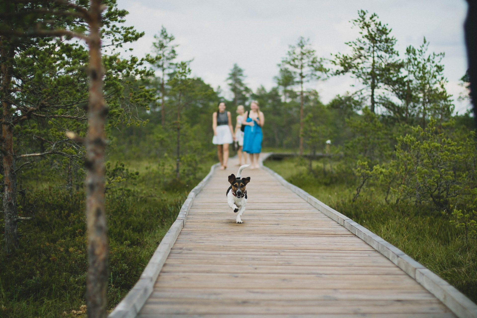 Good Dogs & Co.: 5 Ways to Make Your Walks More Exciting