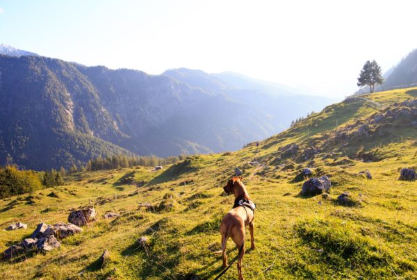 Good Dogs & Co. Are You Walking Your Dog Enough?